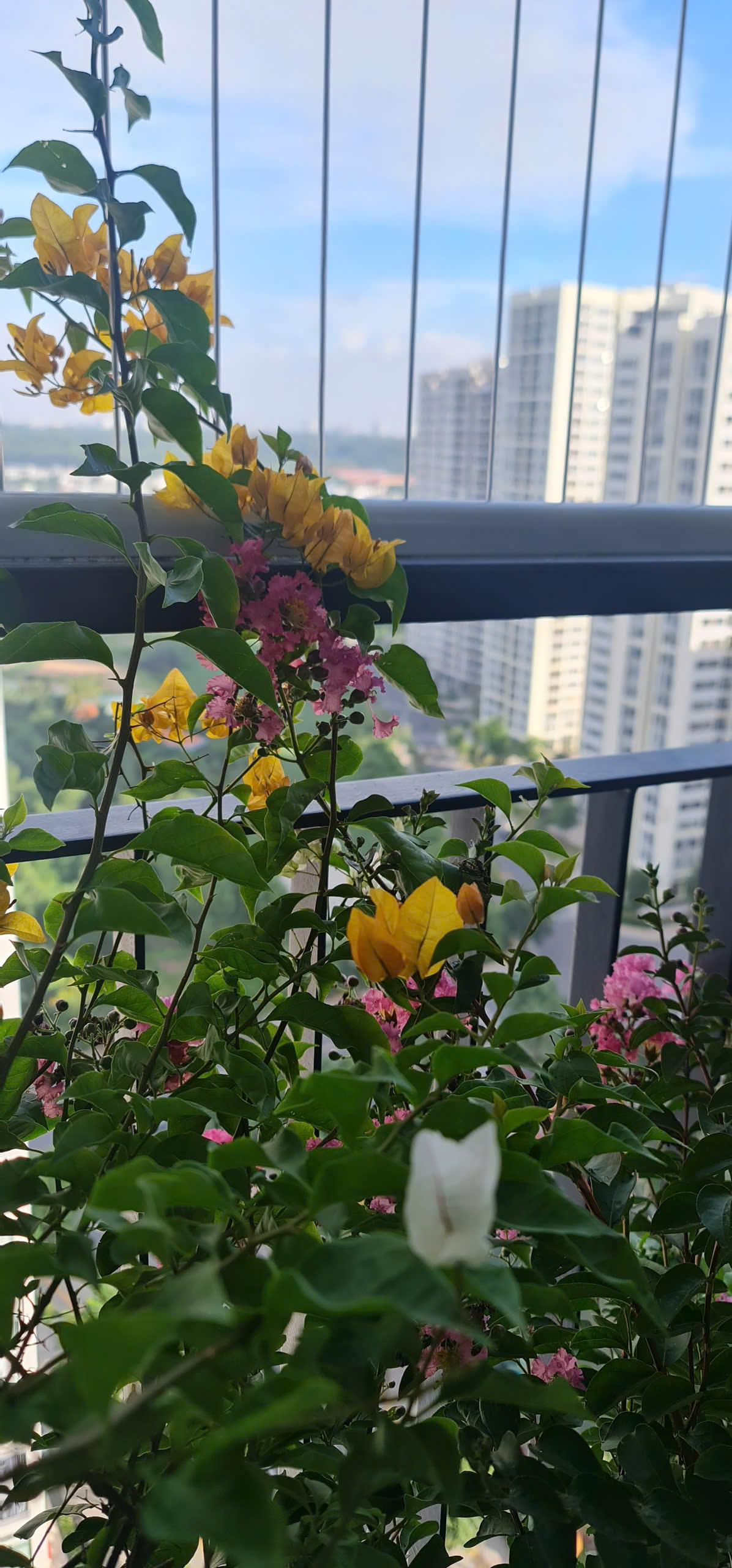 BÁN CĂN HỘ 3PN TẦNG CAO – VIEW THOÁNG ĐẸP – NỘI THẤT CƠ BẢN – THE RAINBOW, VINHOMES GRAND PARK | GIÁ CHỈ 4.29 TỶ